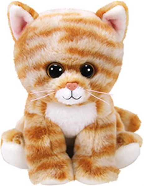 Cleo - Tabby Cat